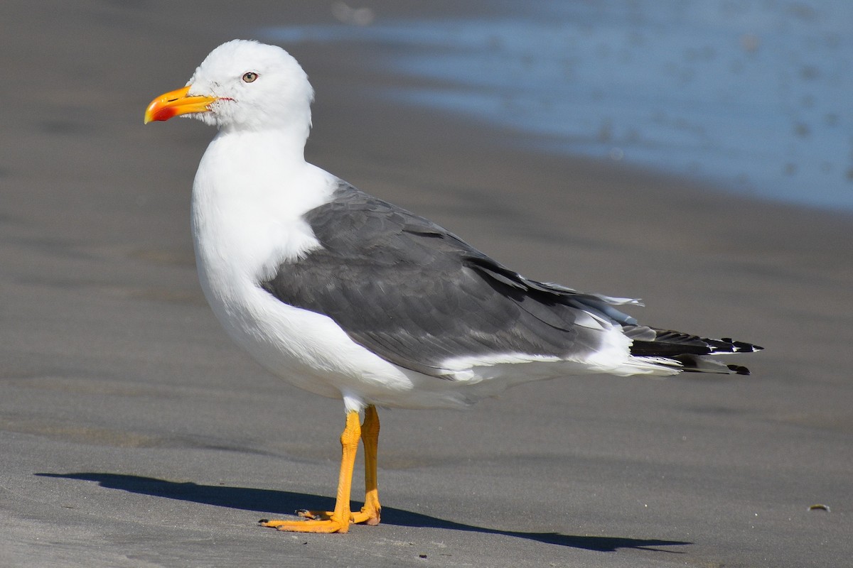 Lesser Black-backed Gull - Terry Bohling