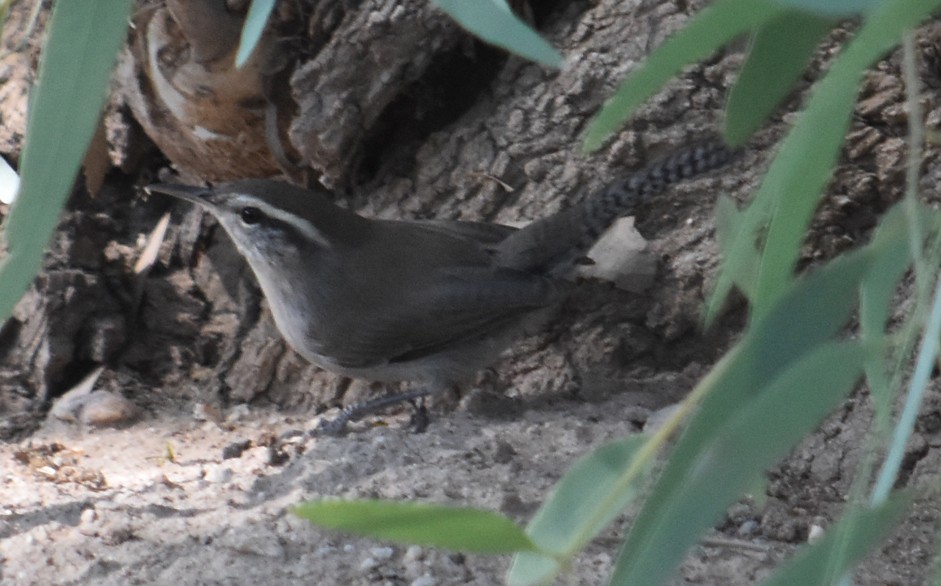 Bewick's Wren - ML265453921