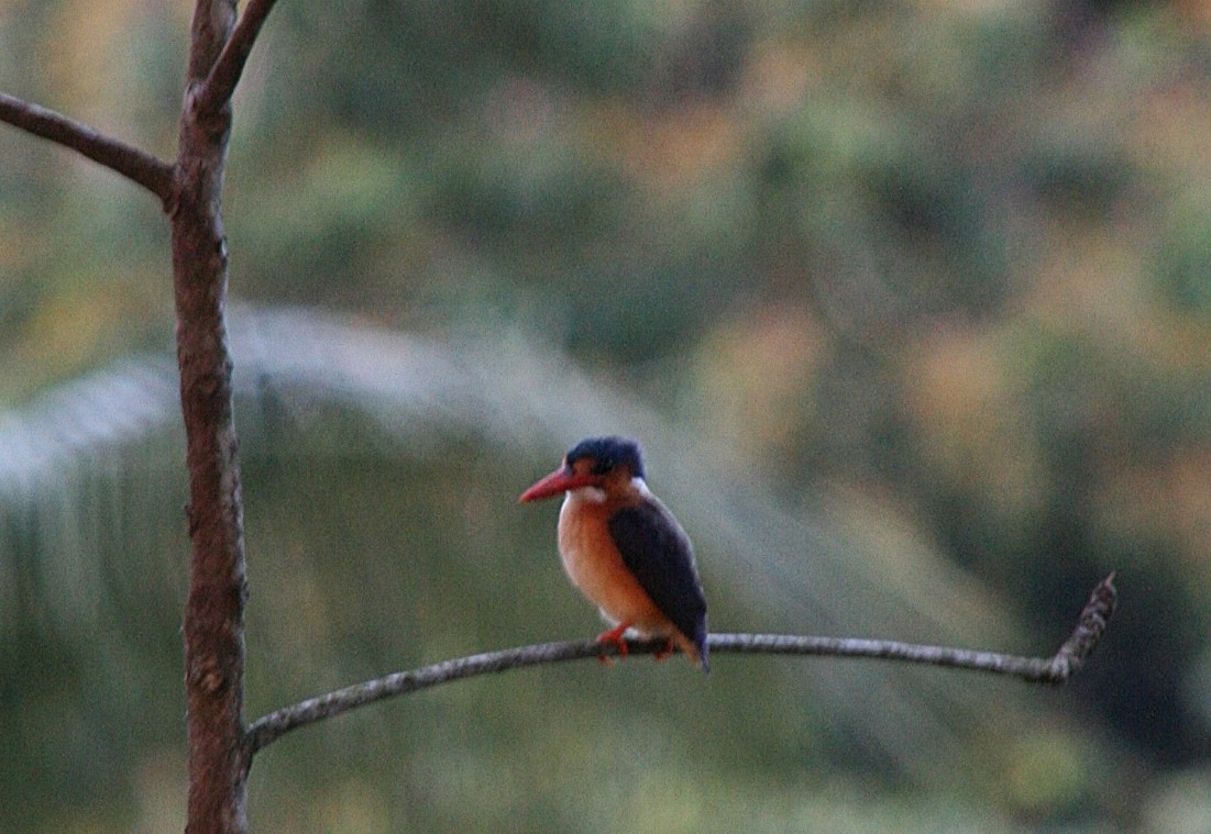 Malachite Kingfisher (Principe) - Joao Freitas