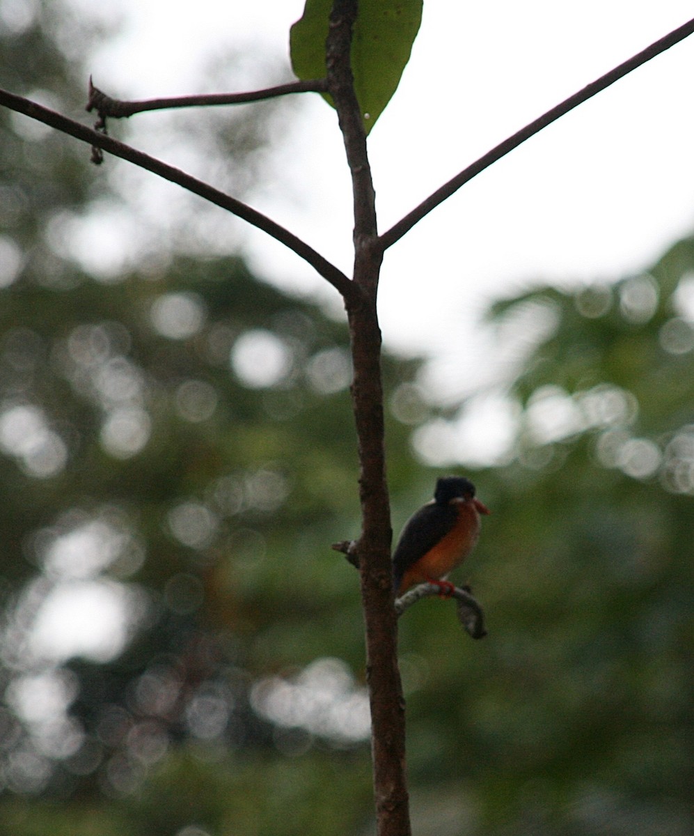 Malachite Kingfisher (Principe) - Joao Freitas