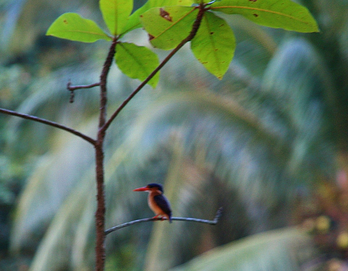 Malachite Kingfisher (Principe) - Joao Freitas
