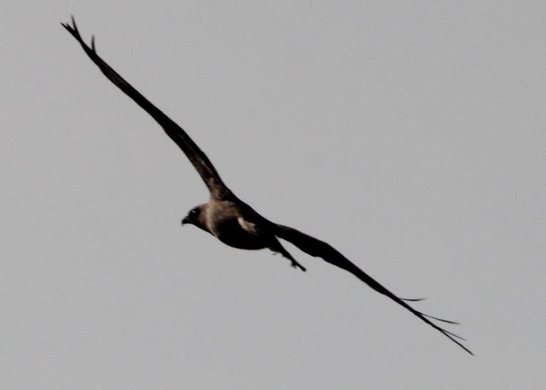 Western Marsh Harrier - ML265457091