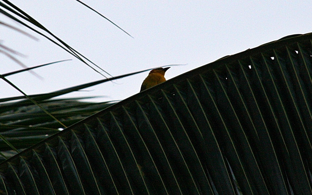 Principe Golden-Weaver - Joao Freitas