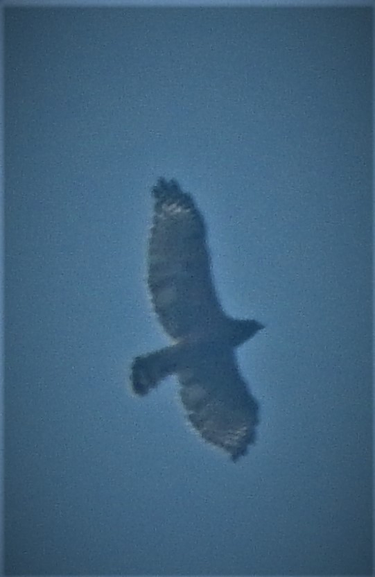 Red-shouldered Hawk - ML265457861