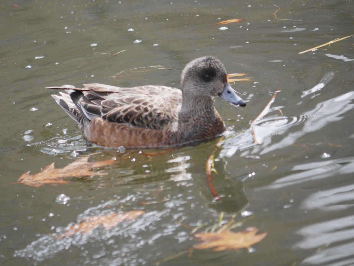 American Wigeon - ML265459211