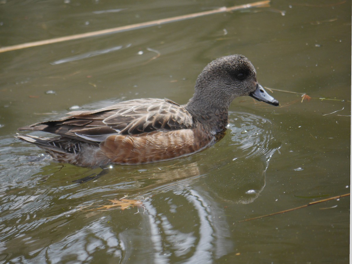 American Wigeon - ML265459781