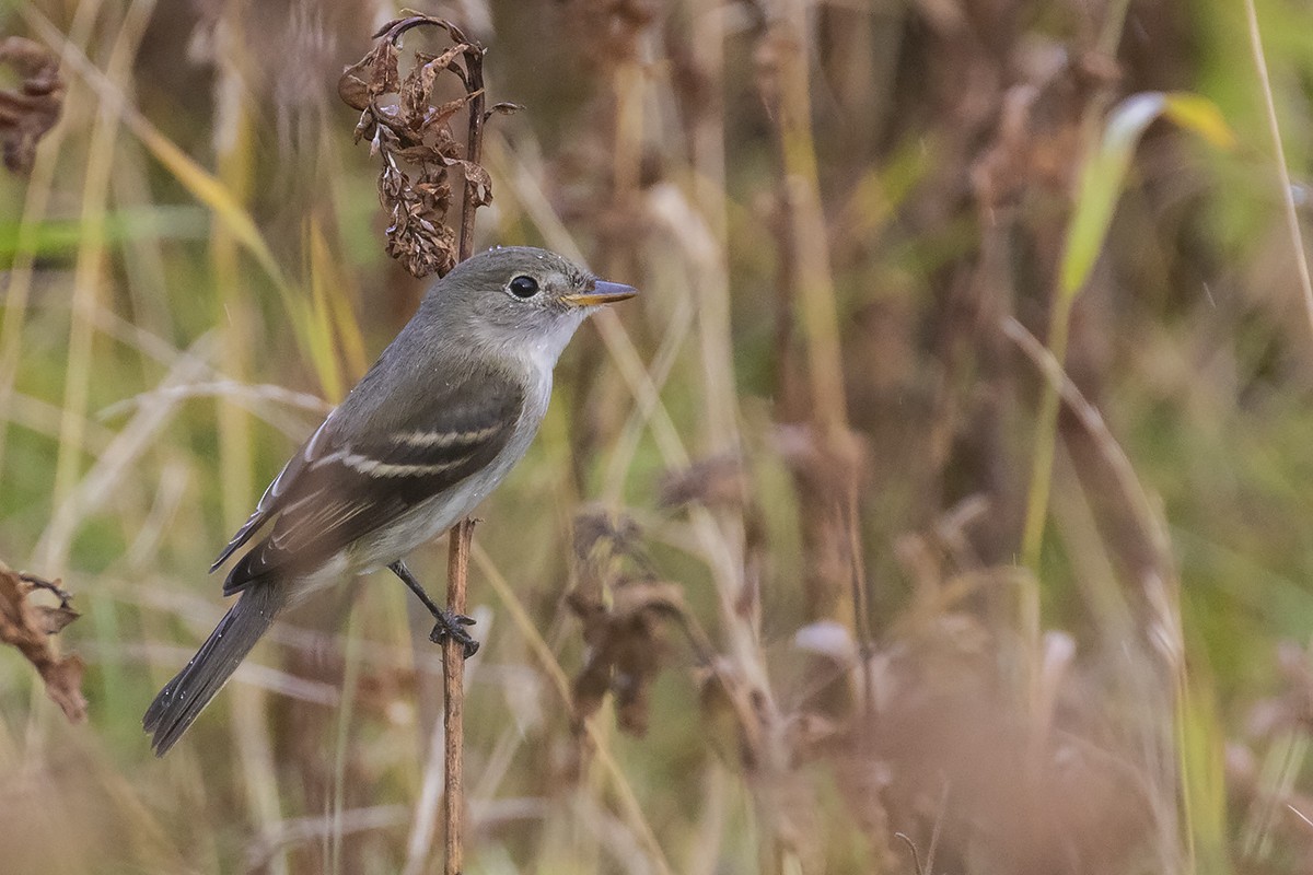 Alder Flycatcher - ML265463001