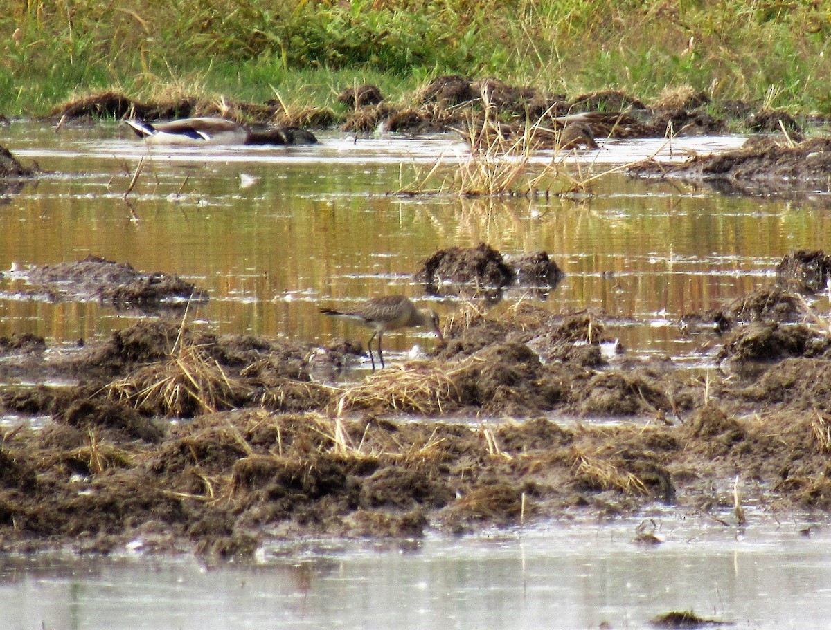 Hudsonian Godwit - ML265463541