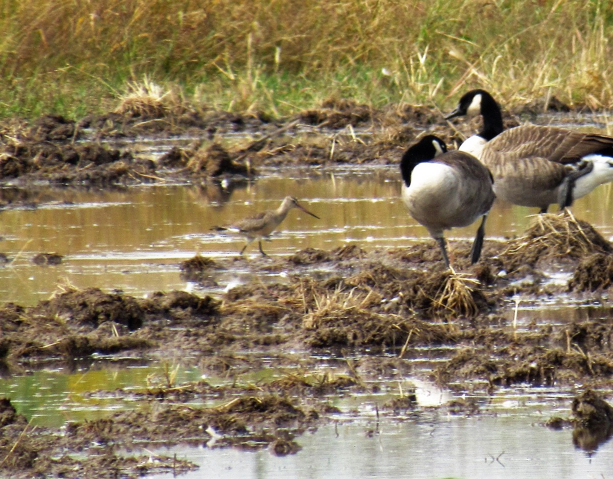 Hudsonian Godwit - ML265463711