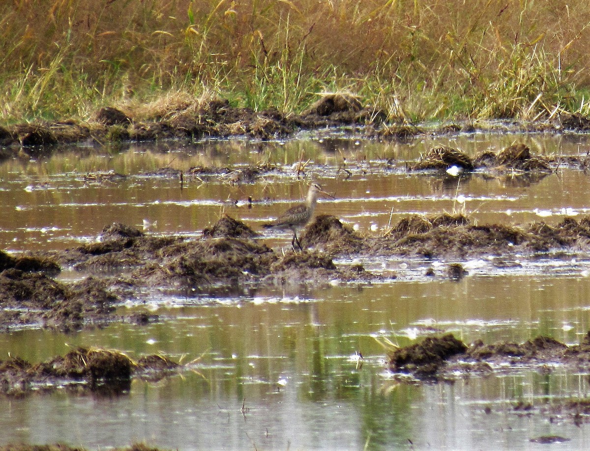 Hudsonian Godwit - ML265463771