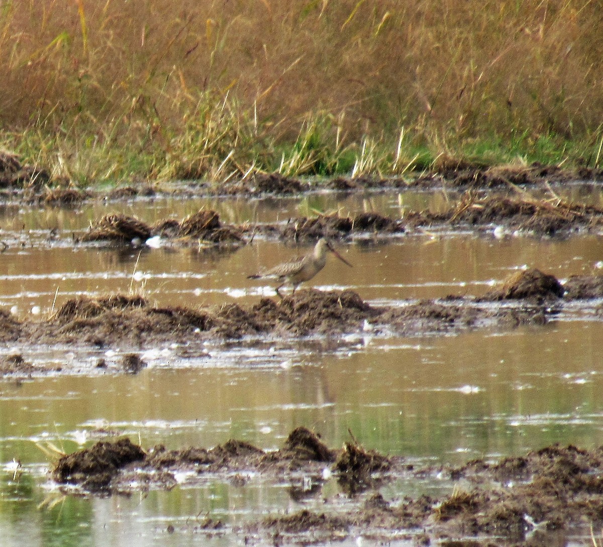 Hudsonian Godwit - ML265463801