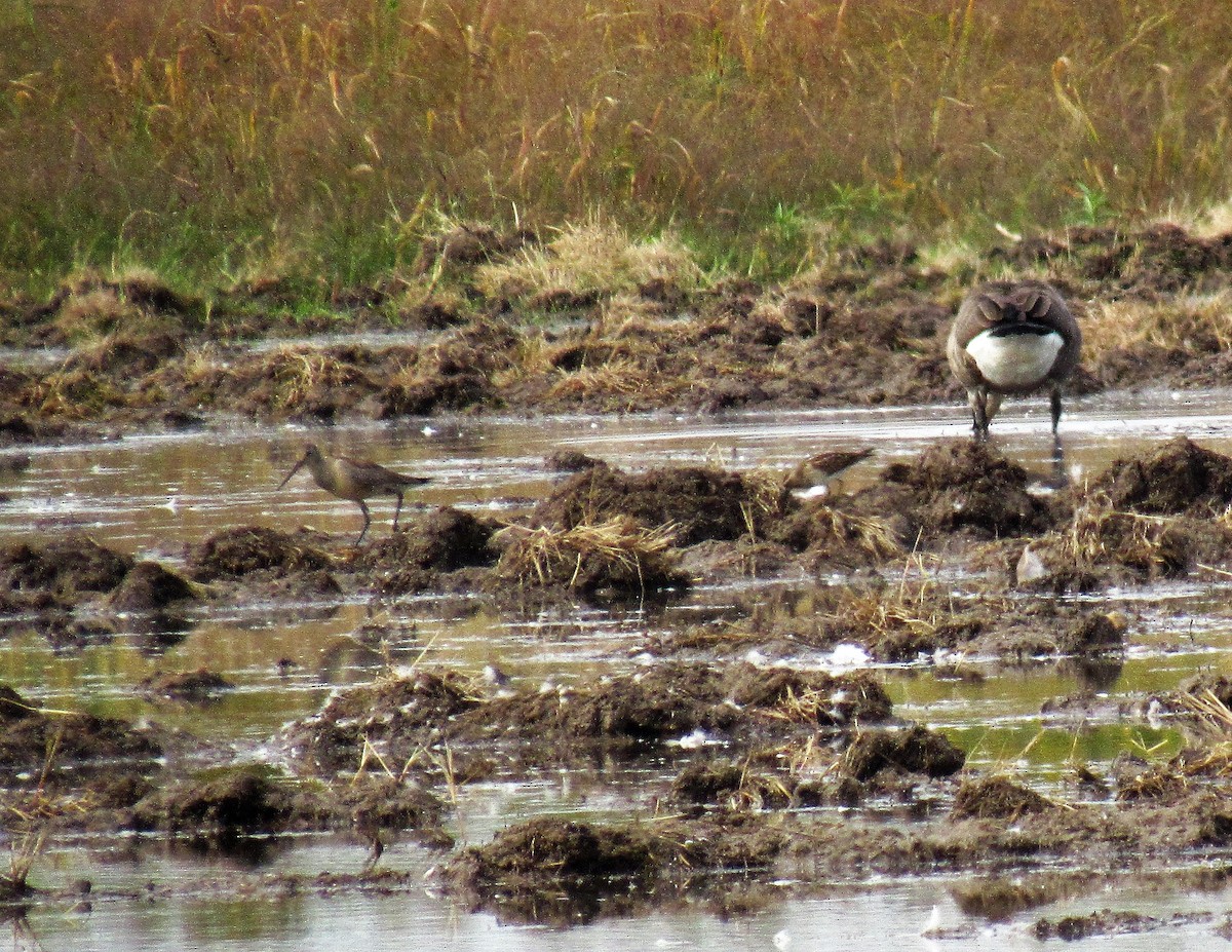 Hudsonian Godwit - ML265464011