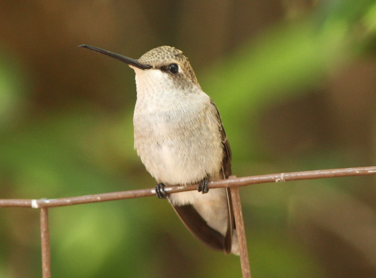 Costa's Hummingbird - ML265464721