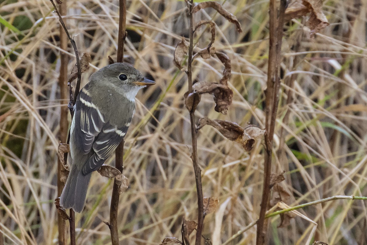 Alder Flycatcher - ML265465151