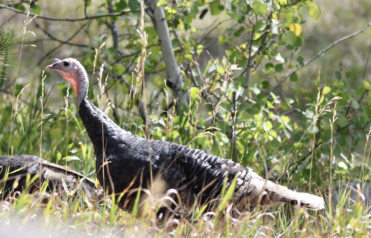 Wild Turkey - ML265467841