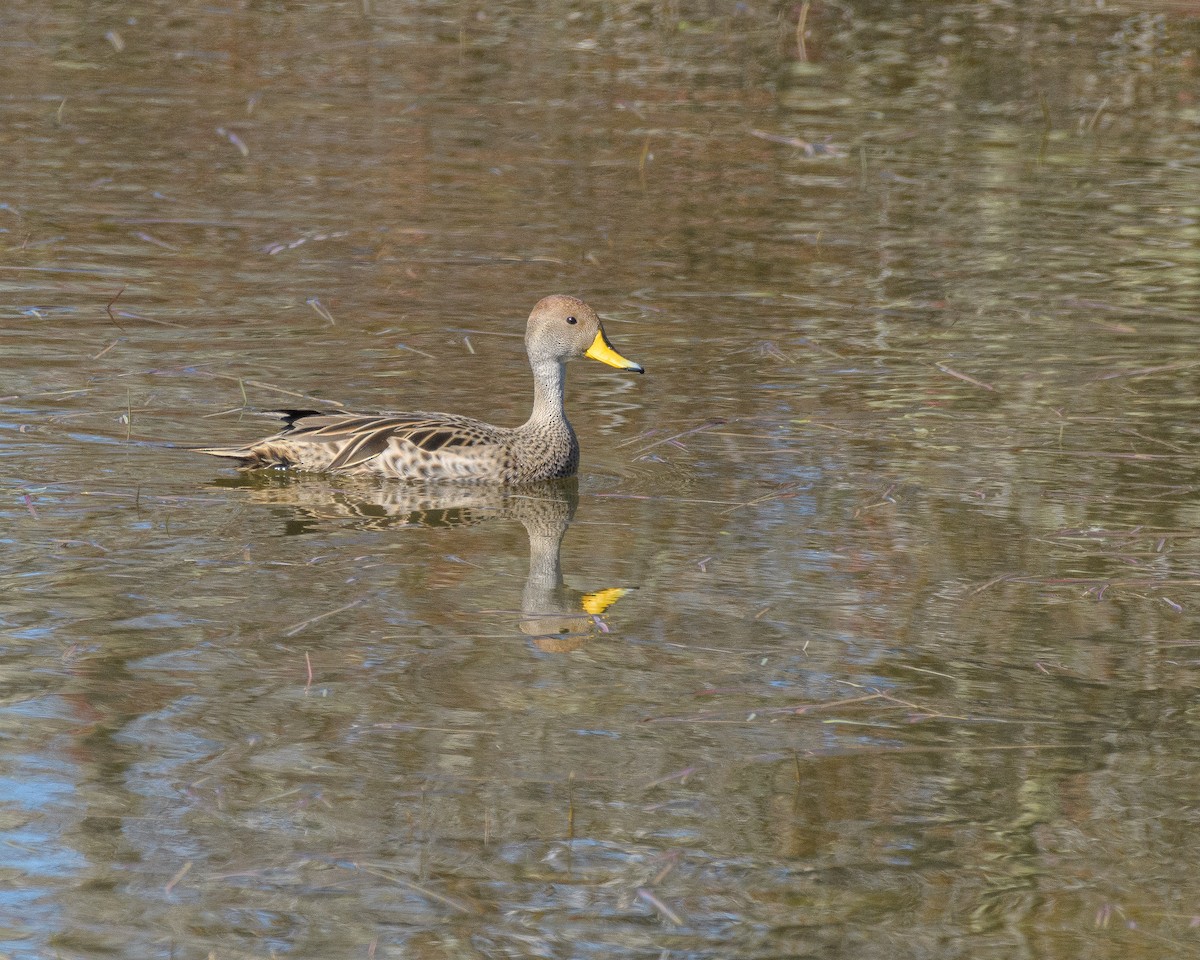 Yellow-billed Pintail - ML265467941