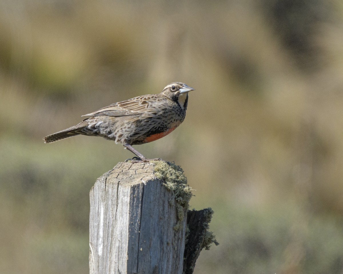 Long-tailed Meadowlark - ML265468171