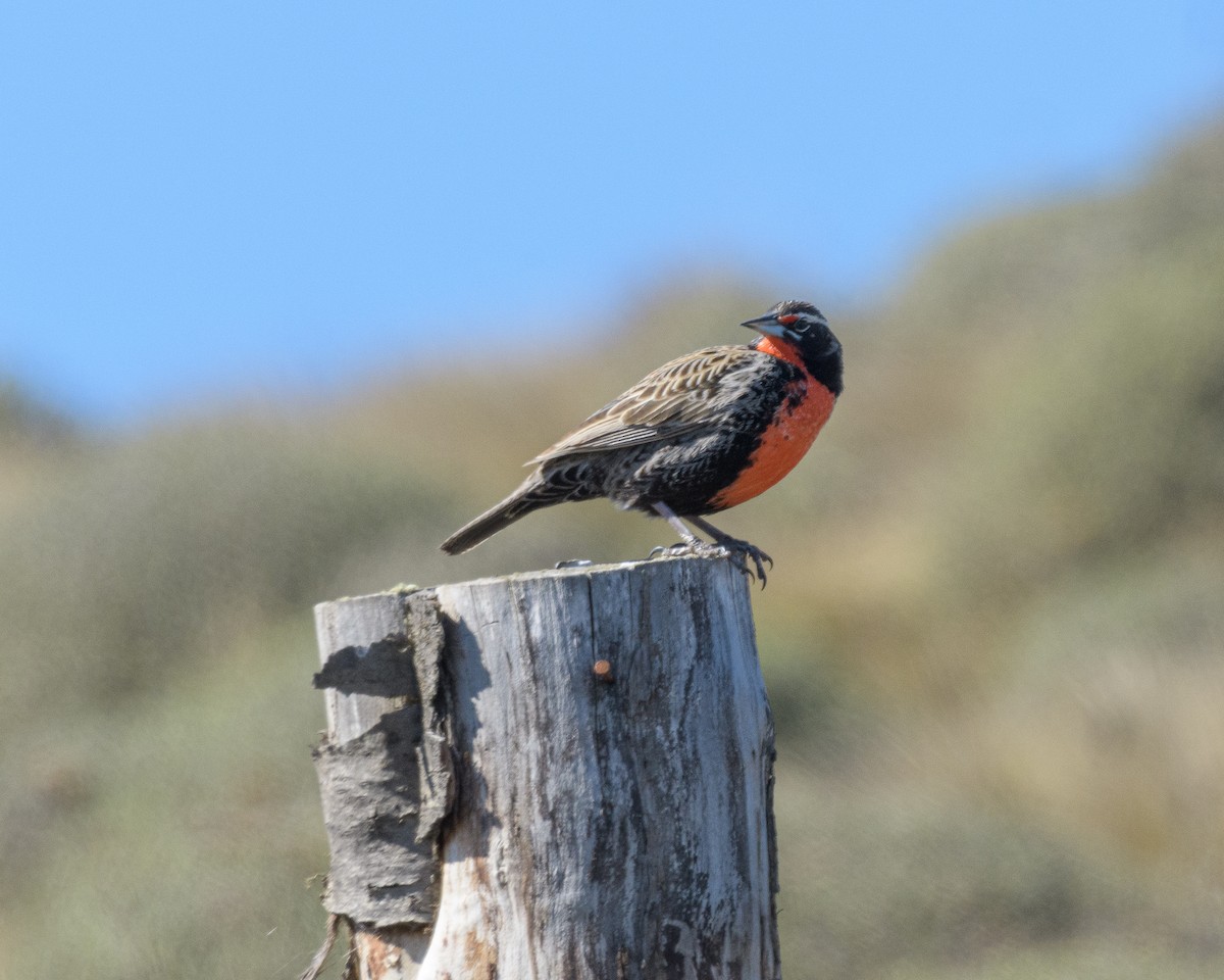 Long-tailed Meadowlark - ML265468211