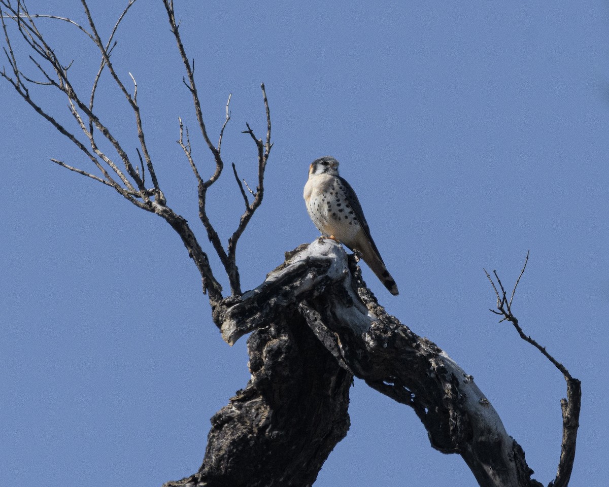 American Kestrel - ML265468241