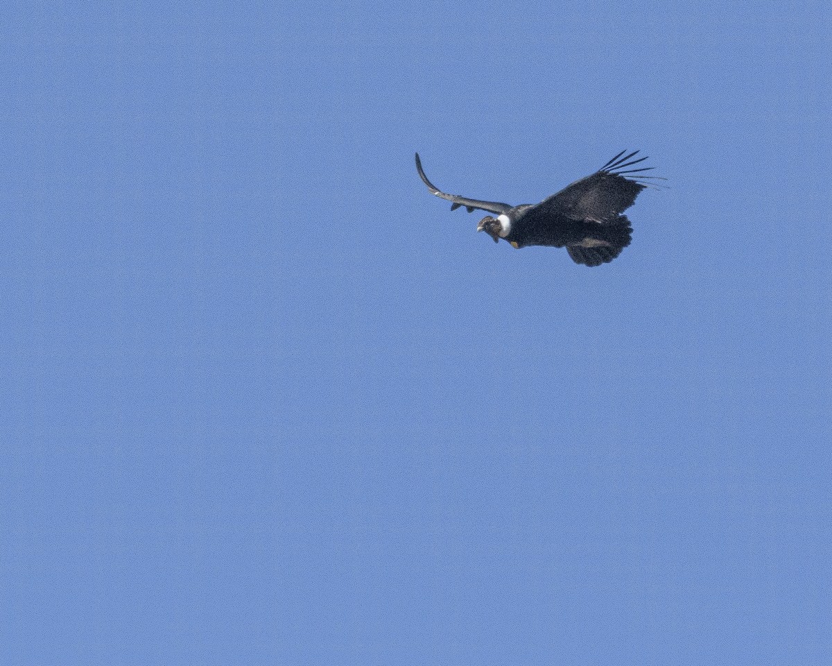Andean Condor - ML265468251