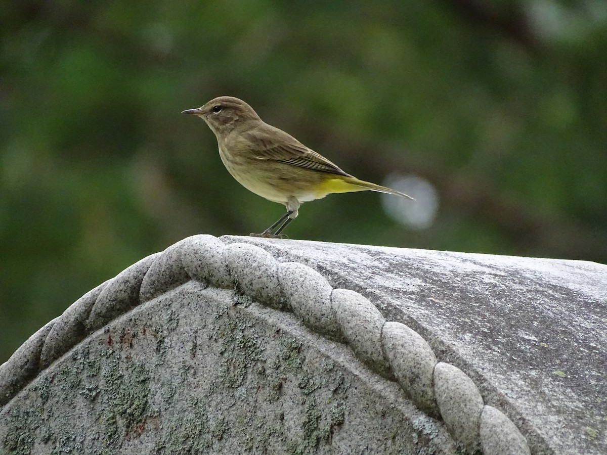 Palm Warbler - ML265468551