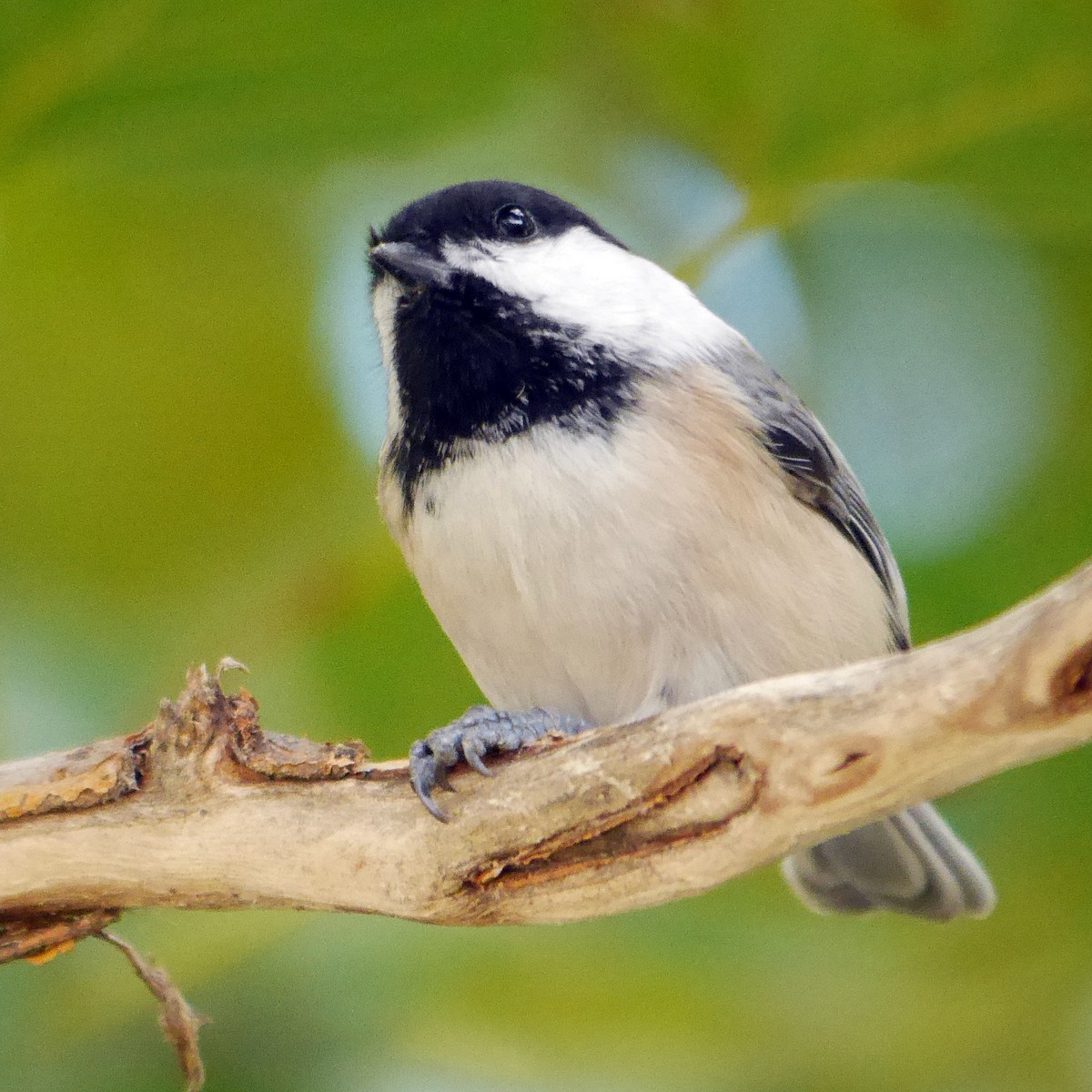 Black-capped Chickadee - ML265469391