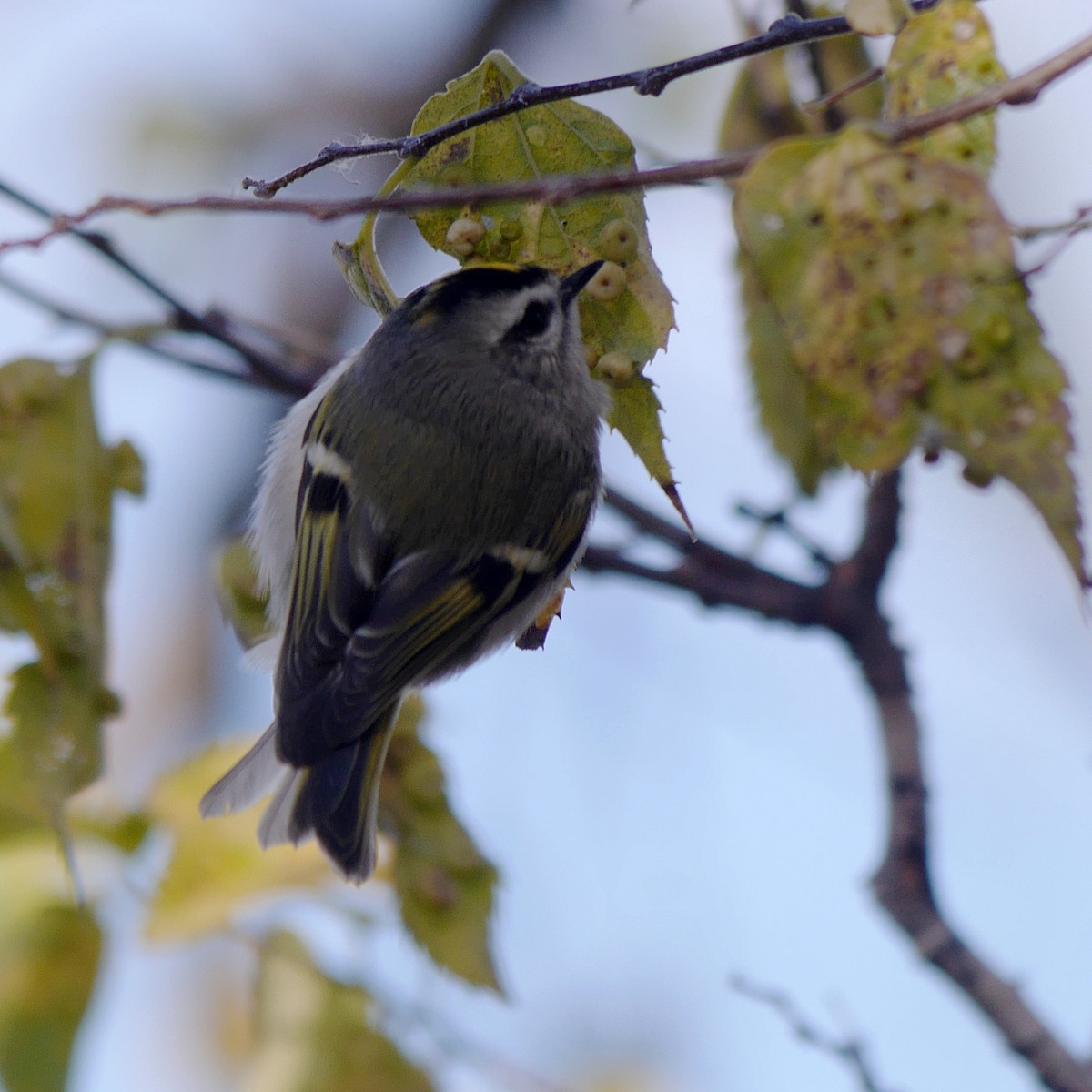 Golden-crowned Kinglet - ML265469451