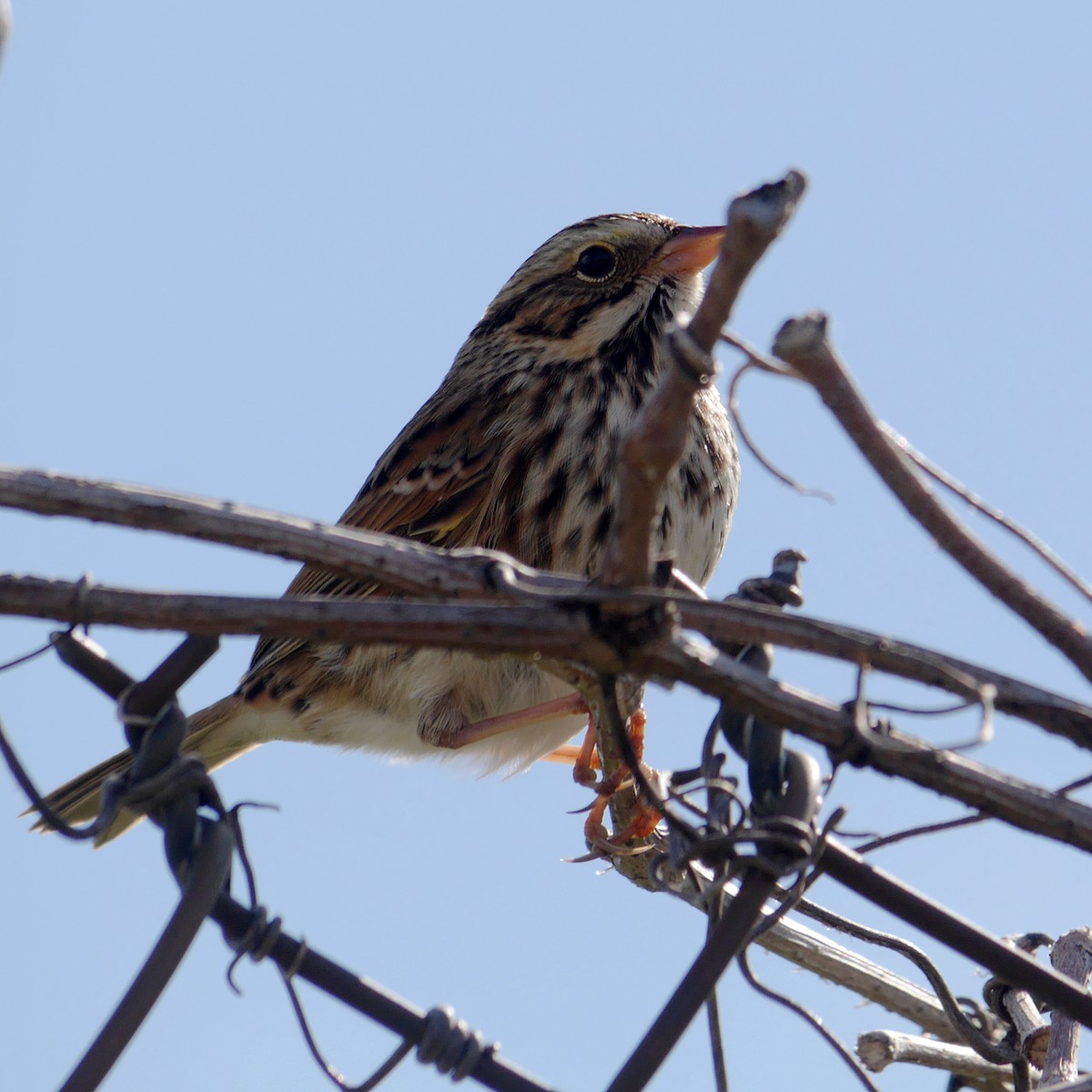 Savannah Sparrow - ML265469801