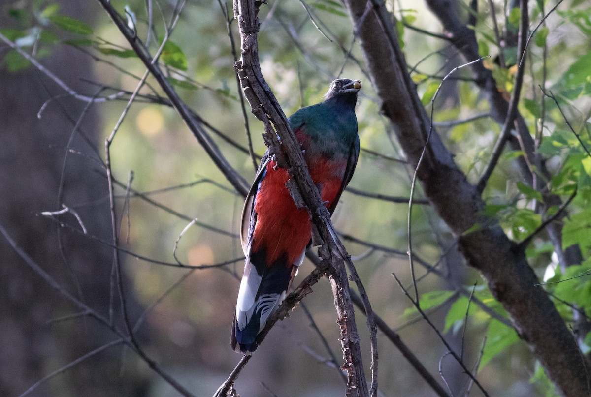 Eared Quetzal - James McKay