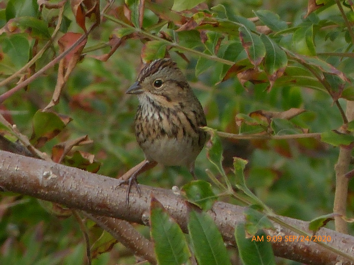 Lincoln's Sparrow - ML265470321