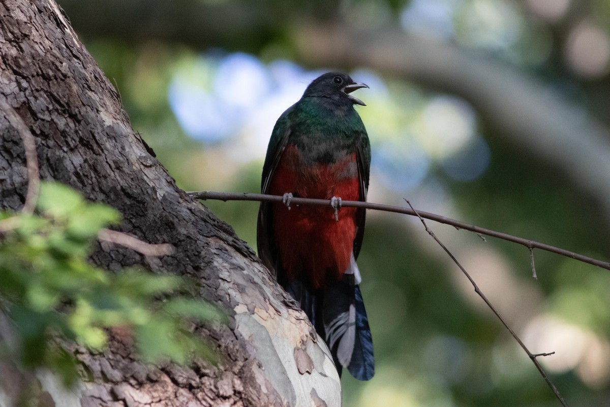 kvesal ušatý - ML265470641