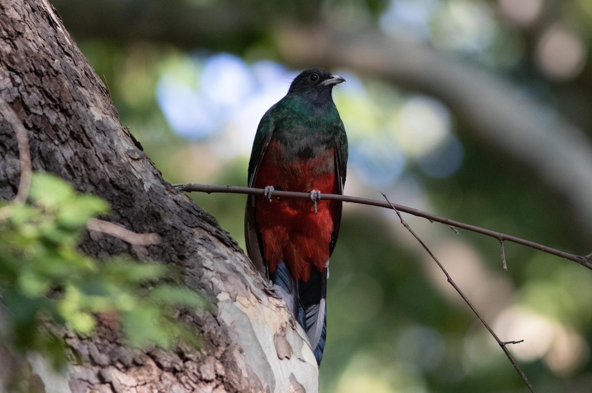 Eared Quetzal - James McKay