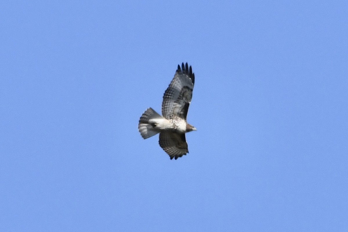 Red-tailed Hawk - Kent Kleman