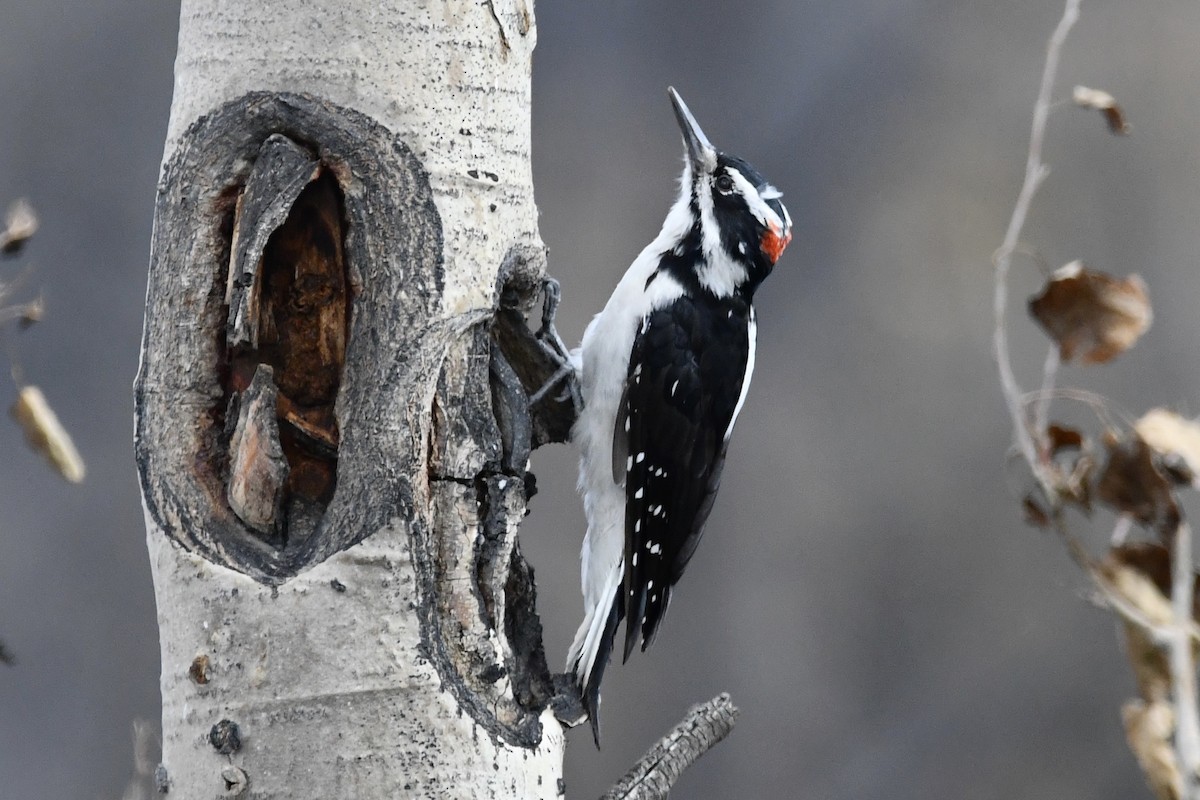 Hairy Woodpecker - Kent Kleman