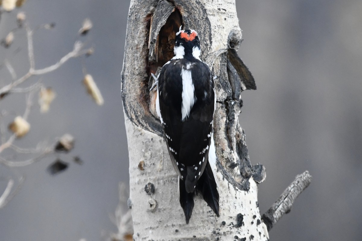 Hairy Woodpecker - Kent Kleman