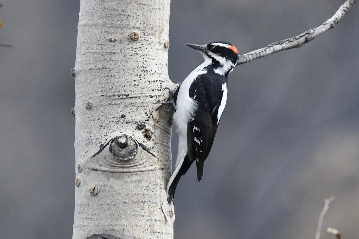 Hairy Woodpecker - Kent Kleman