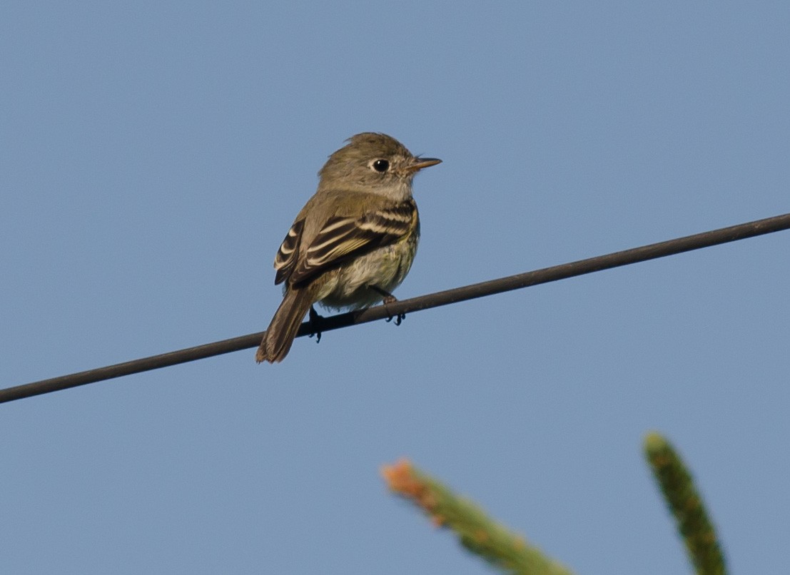 Least Flycatcher - ML265474741