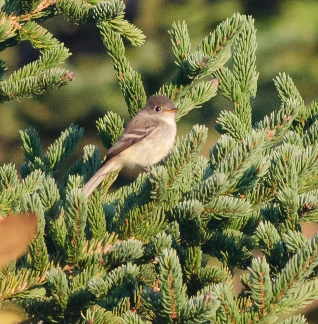 Least Flycatcher - ML265474771