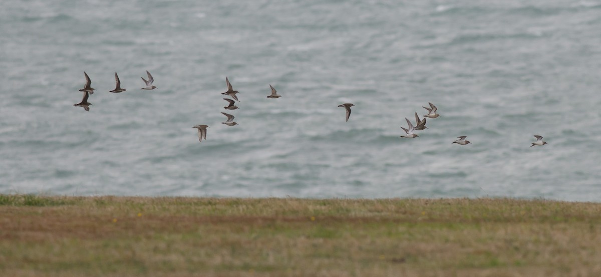 Buff-breasted Sandpiper - Alix d'Entremont