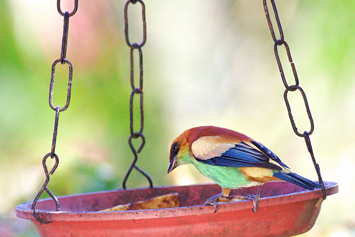 Chestnut-backed Tanager - ML265475561