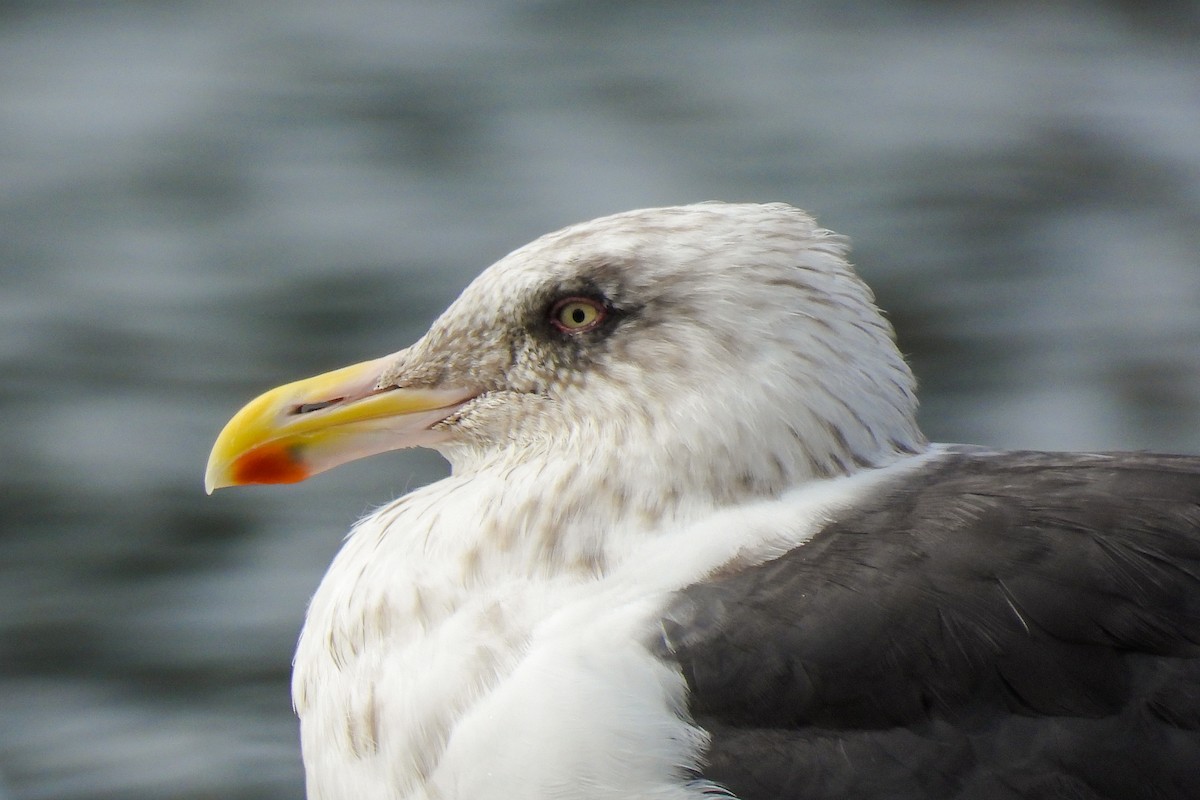 Slaty-backed Gull - Pat Hare