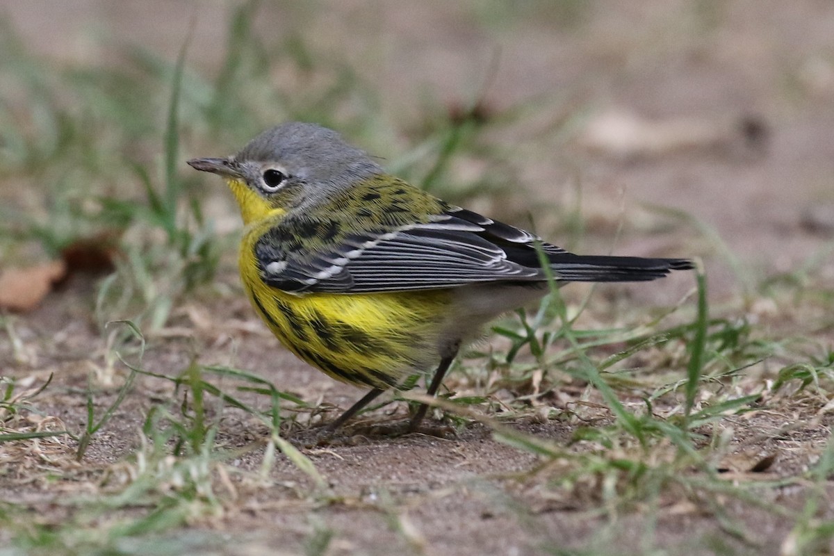 Magnolia Warbler - ML265477241