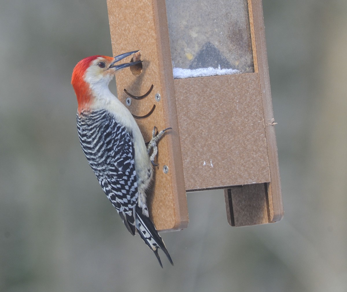 Red-bellied Woodpecker - Tom and Janet Kuehl