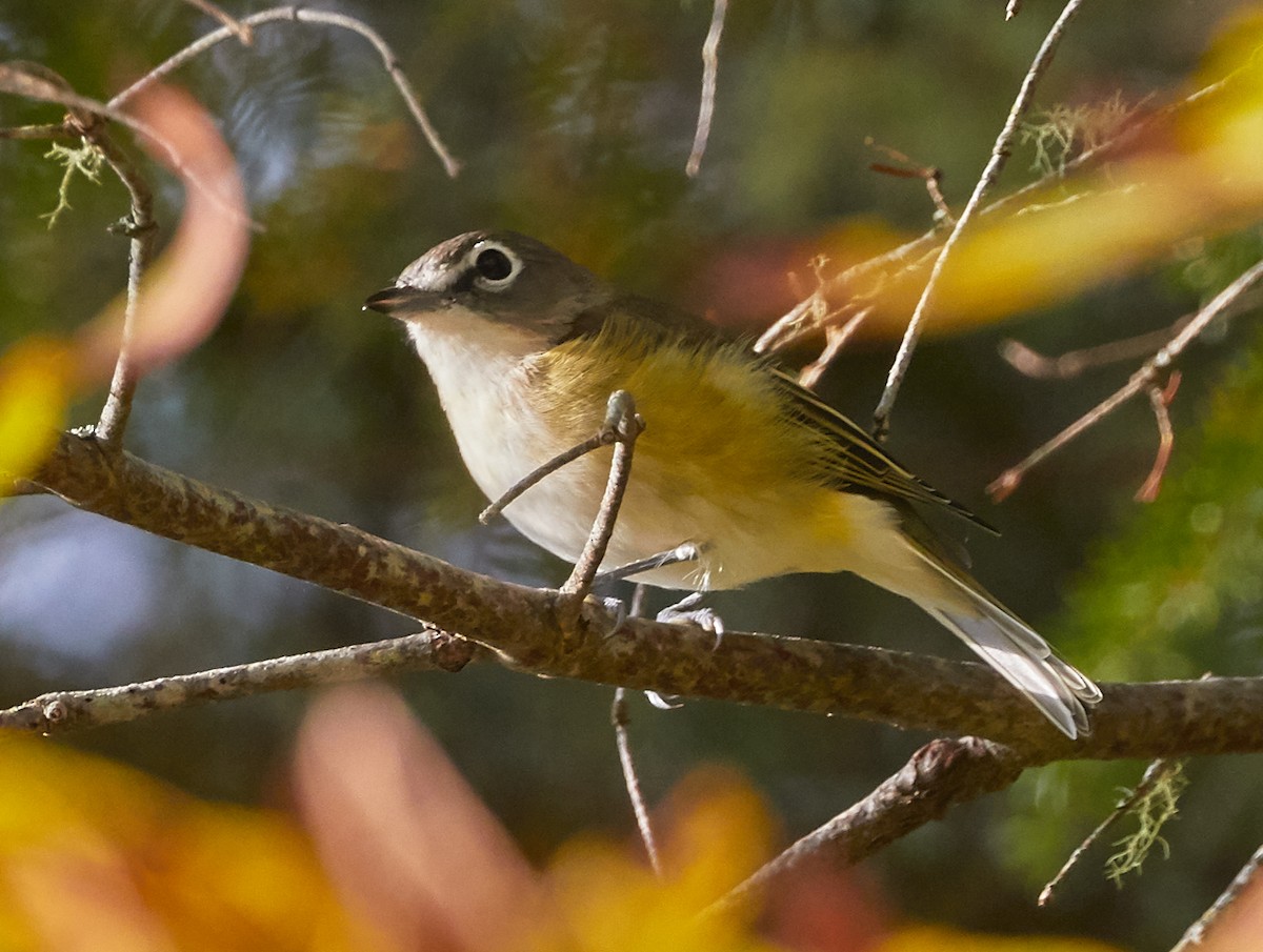 Blue-headed Vireo - ML265477651