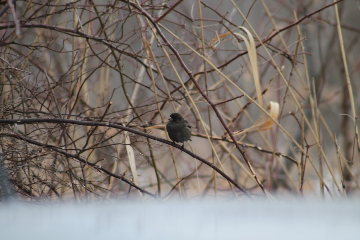 House Sparrow - ML265478331