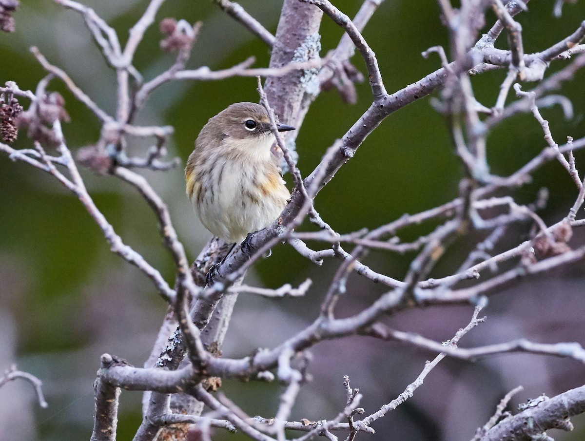 Yellow-rumped Warbler - ML265478541