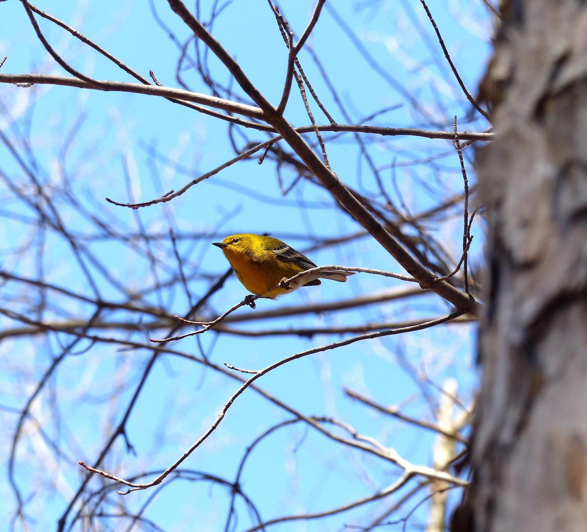 Pine Warbler - ML26548021