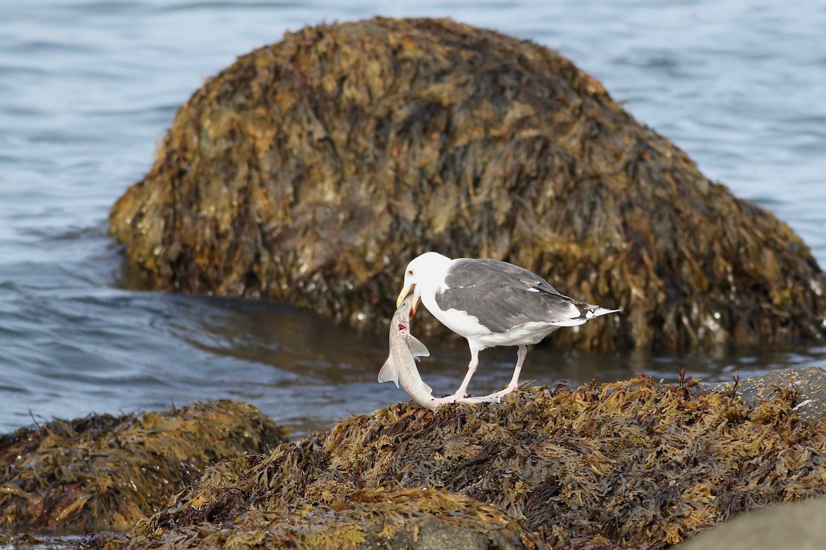 Great Black-backed Gull - Joel Eckerson