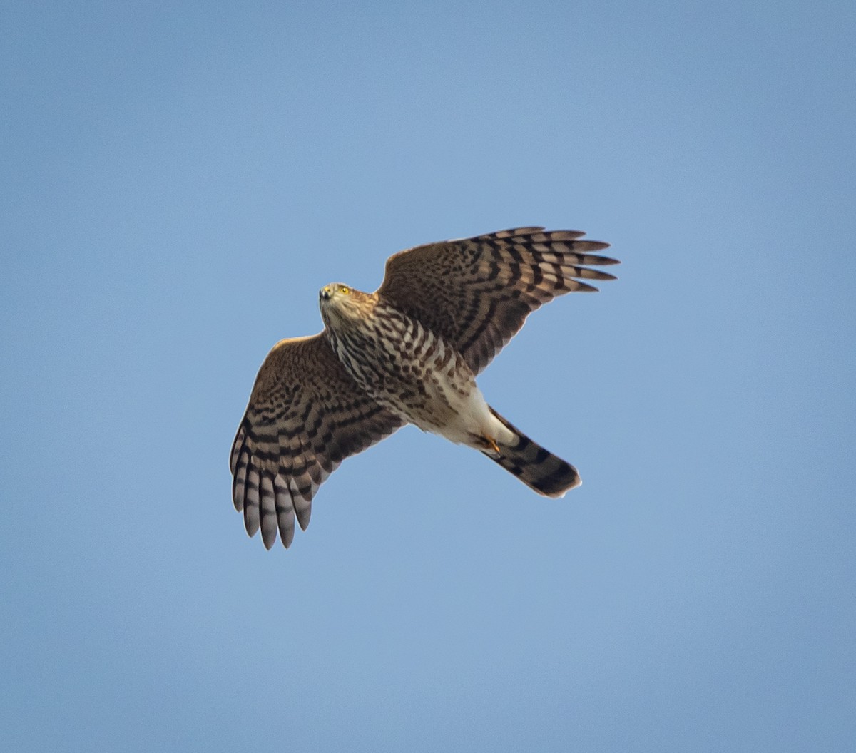 Sharp-shinned Hawk - bj worth