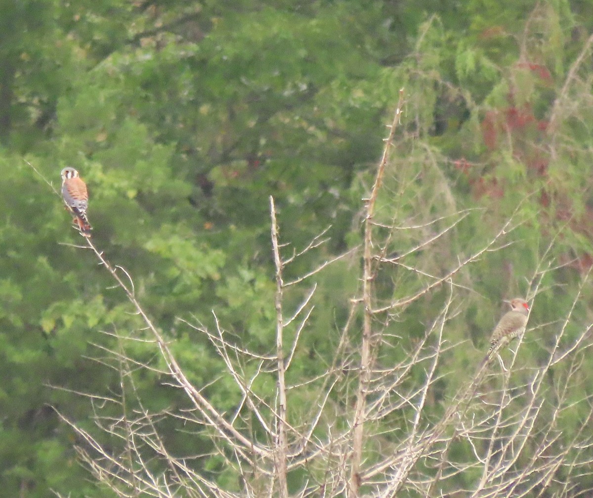 Northern Flicker - stephen johnson  🦜